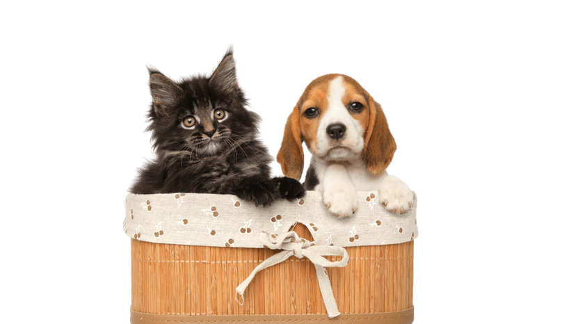 Decorative pet illustration